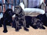 Cane Corso Yavrularimiz