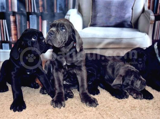 Cane Corso Yavrularimiz görsel