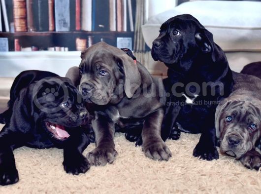 Cane Corso Yavrularimiz görsel