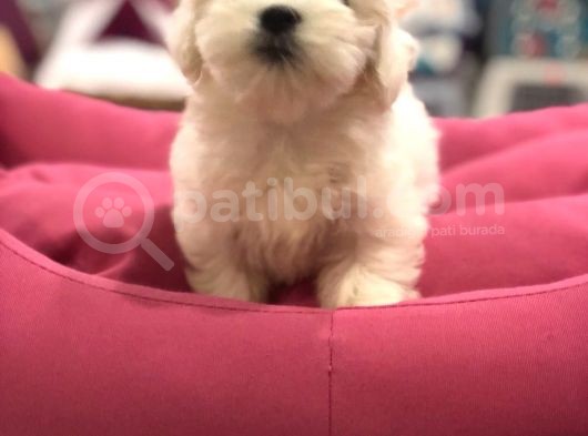 Torium Vonalp Pet Guvencesiyle Maltese Terri̇er Yavrularimiz