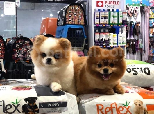 Saf Irk Orjinall Pomerian Boo Bebekler Vonalp Pet Torium Garantisiyle