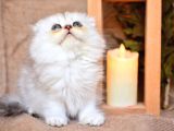 Birinci Sınıf Ns11 Scottishfold Longhair