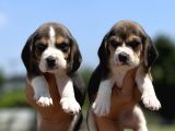 Elizabeth Beagle Yavrularımız