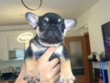 French Bulldog Tum Renkler