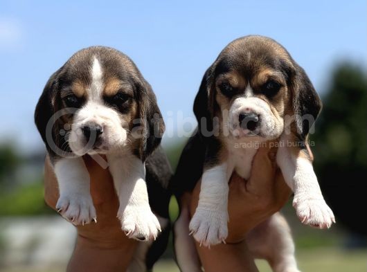Elizabeth Beagle Yavrularımız