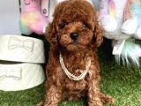 Sevimli Poodle Yavrularımız Dişi Ve Erkek