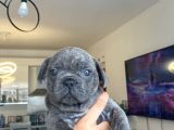 FRENCH BULLDOG TÜM RENKLER