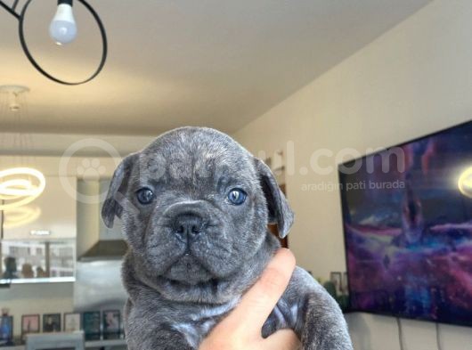 French Bulldog Tum Renkler