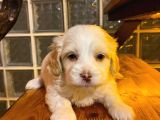 topaç gibi maltipoo