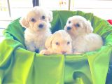 Teacup Maltese Terrier Bebekler