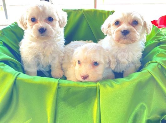 Teacup Maltese Terrier Bebekler görsel