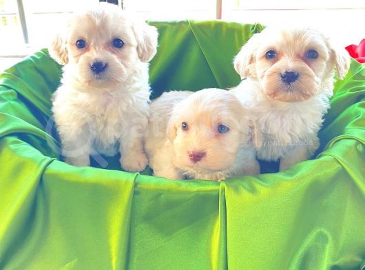 Teacup Maltese Terrier Bebekler
