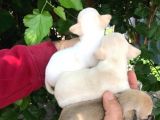 Cep Boy Chihuahua Yavrularım