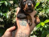 Çevik Ve Asıl Doberman Yavrularım
