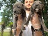 Sağlık Ve Irk Garantili Blue Cane Corso Yavrularım
