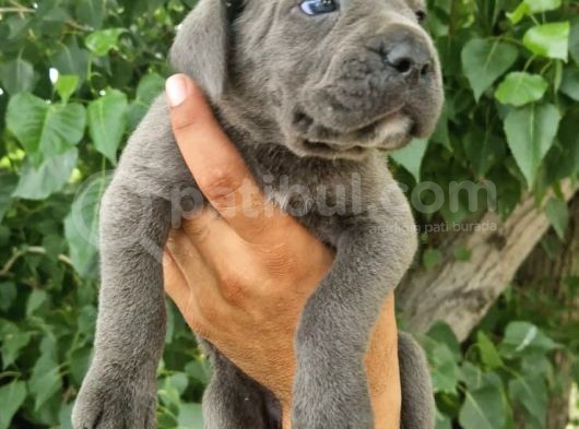 Sağlık Ve Irk Garantili Blue Cane Corso Yavrularım görsel