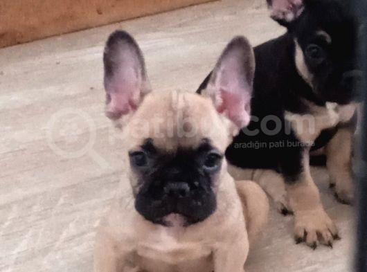 Fawn French Yavrular görsel