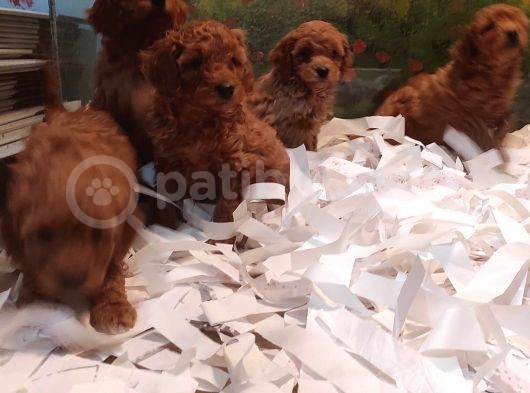 Toy Poodle Yavrular görsel