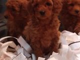 Toy Poodle Yavrular