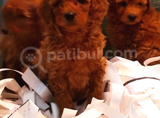 Toy Poodle Yavrular görsel