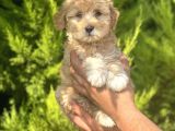 Minik Maltipoo