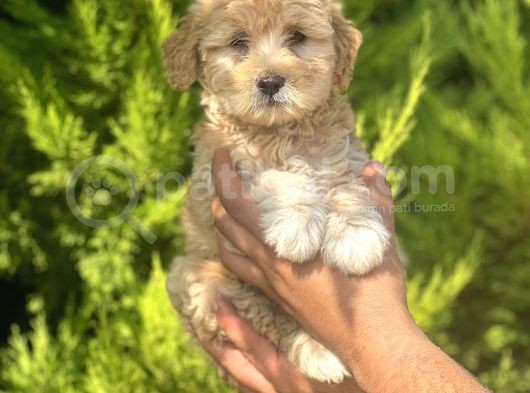 Minik Maltipoo görsel