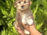 Minik Maltipoo