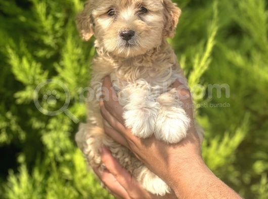 Minik Maltipoo görsel