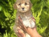 Minik maltipoo