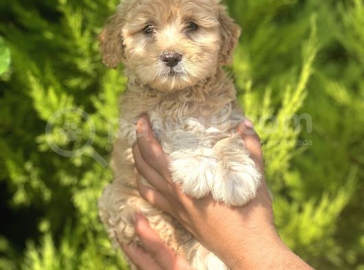 Minik Maltipoo