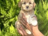 Minik Maltipoo
