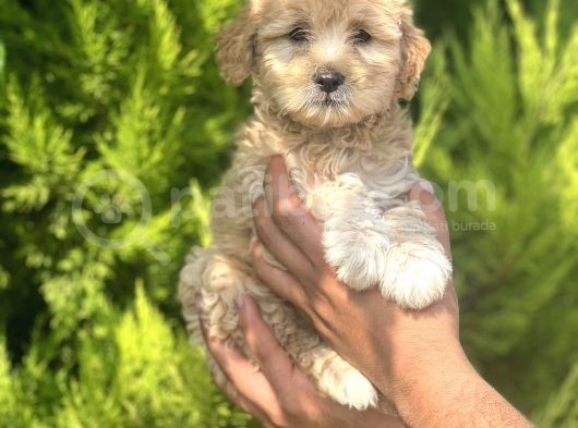 Minik Maltipoo görsel