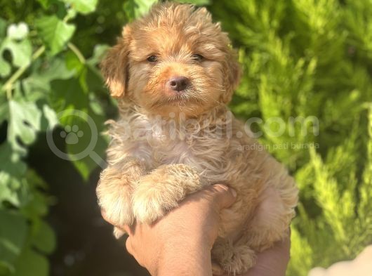 Küçük Maltipoo Yavrum görsel