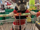 French Bulldog Tüm Renkler