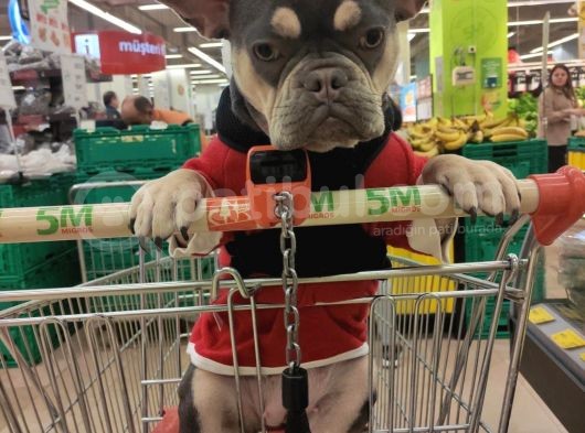 French Bulldog Tum Renkler görsel