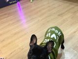 French Bulldog Tum Renkler