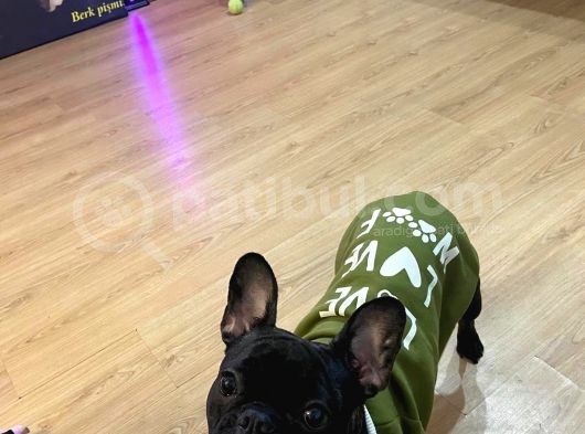 French Bulldog Tum Renkler görsel