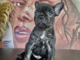 French Bulldog Tüm Renkler