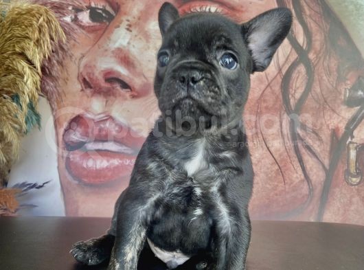 French Bulldog Tum Renkler görsel