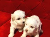 A Kalite Maltese Terrier Yavrularımız