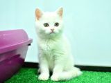 White British Shorthair