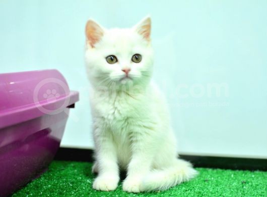 White British Shorthair görsel