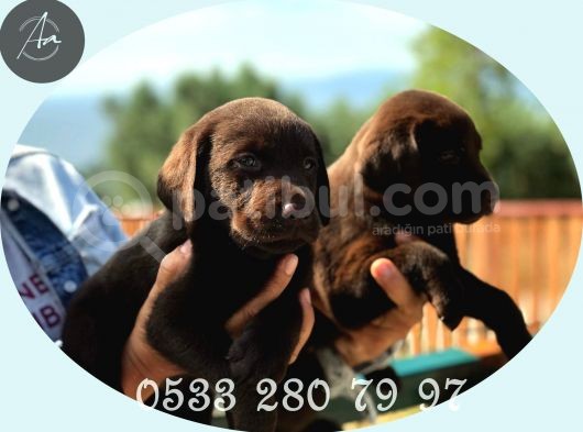 Son 1 Ad Çikolata Rengi Labrador Yavrumuz