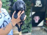 BLACK LABRADOR YAVRULARIM TESLİME HAZIR
