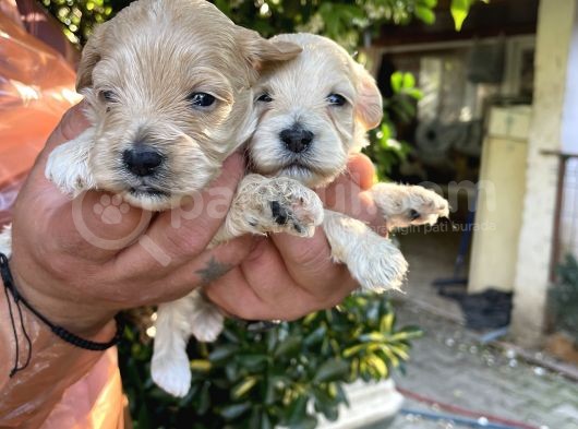 Maltipoo Yavrularım Sağlık Ve Irk Garantilid