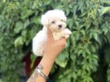 Teacup Büyümeyen Maltese Terri̇er Kore Kan