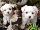 MALTESE  TERRİER YAVRULAR
