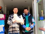İmperi̇al Peki̇nez Yavrular