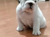 İngi̇li̇z Buldog  Yavrular