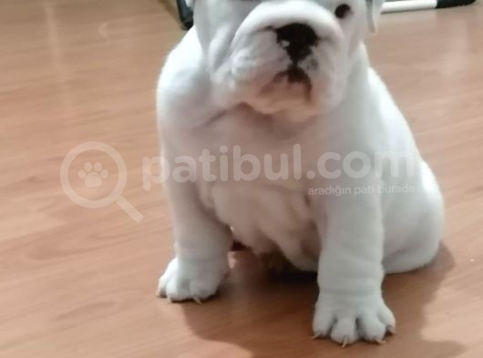 İngi̇li̇z Buldog  Yavrular görsel